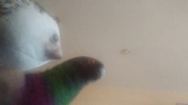 дело о шлепаре #1