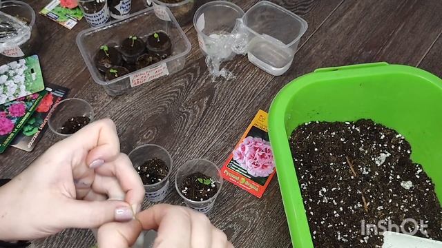 Выращивание Пеларгонии из семян. Первая пикировка. Месяц после посева, как выращиваю, чем поливаю смотреть онлайн