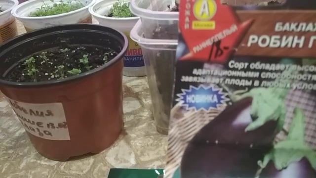 #рассада #семена #выращиваемарахис смотреть онлайн