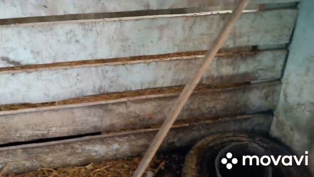 У свинок новое место жительства, как они себя ведут на новом месте! смотреть онлайн