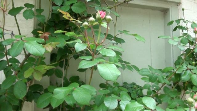 Climbing Roses For Shade / Pruning Update / David Austin James Galway Roses