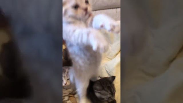 Шотландская вислоухая кошка или скоттиш-фолд смотреть онлайн