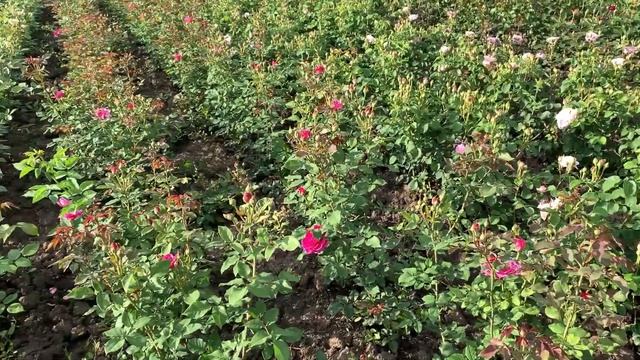 Цветение роз в новом сезоне 2023 смотреть онлайн