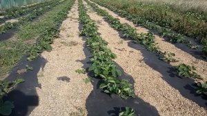 Клубника Флер в открытом грунте