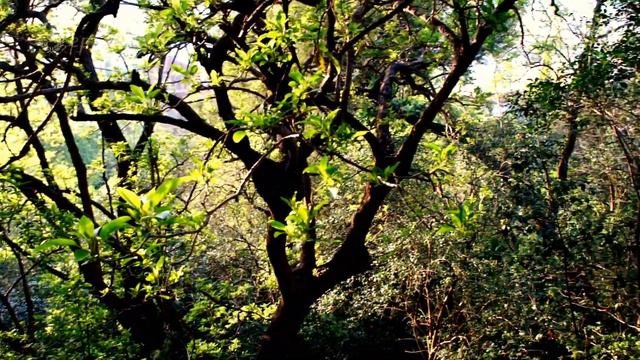 Magic Plant that can move it's leafs, and heal the mind. смотреть онлайн
