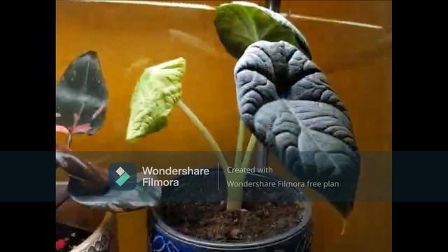 Bedroom Plant Tour. Episode 2. смотреть онлайн
