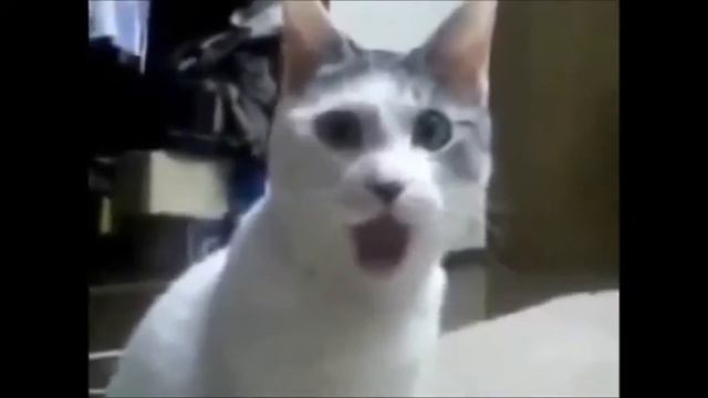 Кошки! Не бойся огурцов! Cats! Don't worry cucumbers! Взаимная подписка! смотреть онлайн