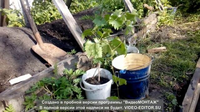 Виноград в Красноярске июнь 2020 г. смотреть онлайн