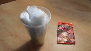 ФЛОКСЫ ИЗ СЕМЯН БЫСТРОЕ  ПРОРАСТАНИЕ !  СУПЕР СПОСОБ !