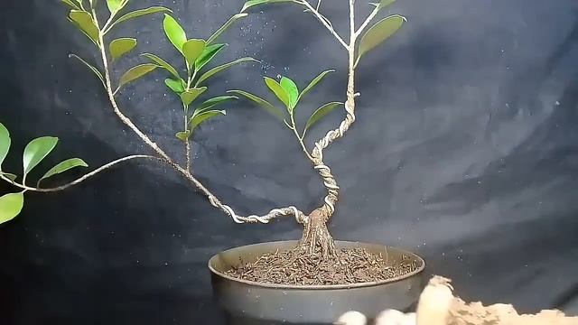 Making A Bonsai Tree Ficus Microcarpa
