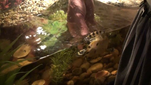 Ронька чешется! :D смотреть онлайн