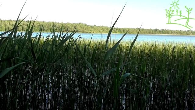 2 Часа! Умиротворение Лето Озеро Пение птиц.mp4 смотреть онлайн