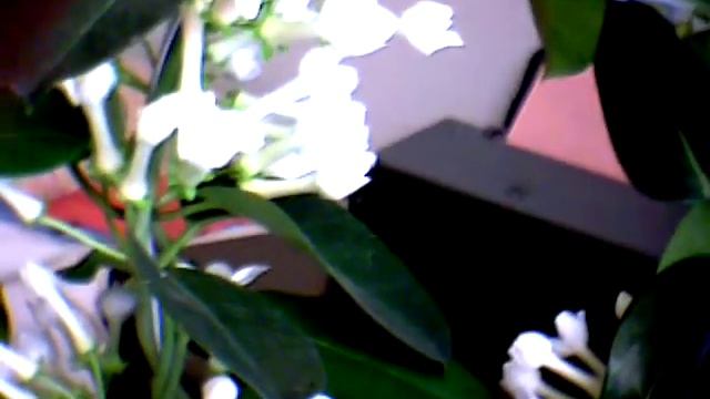 Stephanotis plant смотреть онлайн
