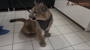 Как пума Месси и сфинкс Кира ходили в больницу How puma Messi and sphinx Kira went to the hospital