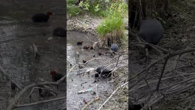 Семейство лысух в ООПТ "Парк Победы" смотреть онлайн