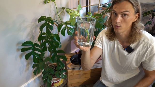 MINI MONSTERA! How To Grow & Propagate Rhaphidophora Tetrasperma (2023)