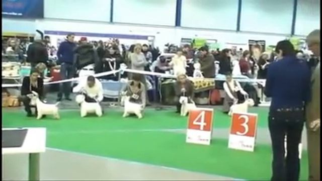 DogShow Kiev 11.12.2010 - JUNIOR смотреть онлайн