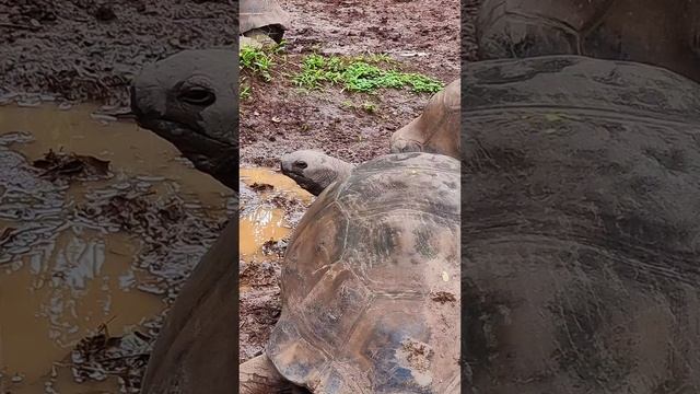 Шик черпашки