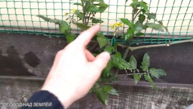 КЛУБНИКА НА СТЕНЕ! Клубника в подвесных деревянных грядках. смотреть онлайн