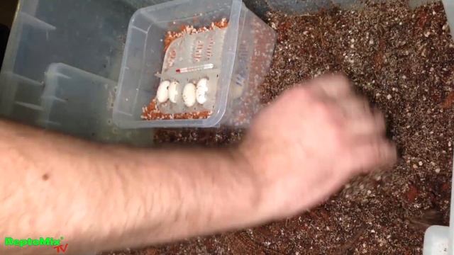 Varanus acanthurus 05.02.2020 г. Варан отложил яйца. смотреть онлайн