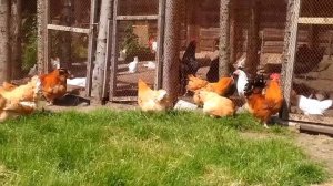 Обзор породы кур Мини мясные палевые