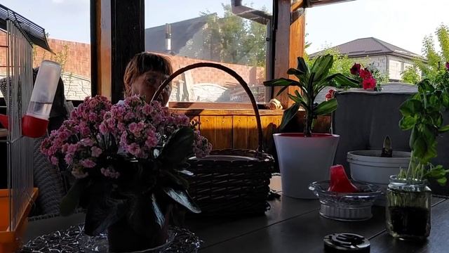 Бабушка наводит порядок на огороде смотреть онлайн