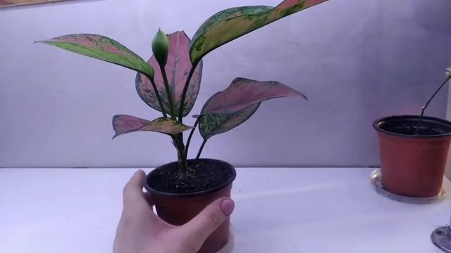 Аглаонема цветёт ( часть 1) смотреть онлайн