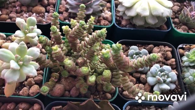 «Эхеверии» Что в коллекции? Часть 3… 2022…Echeveria and Succulents Review смотреть онлайн