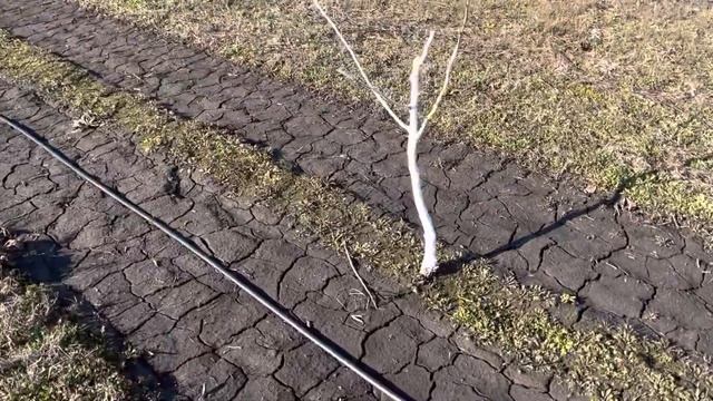 Необходимость ограждения сада смотреть онлайн