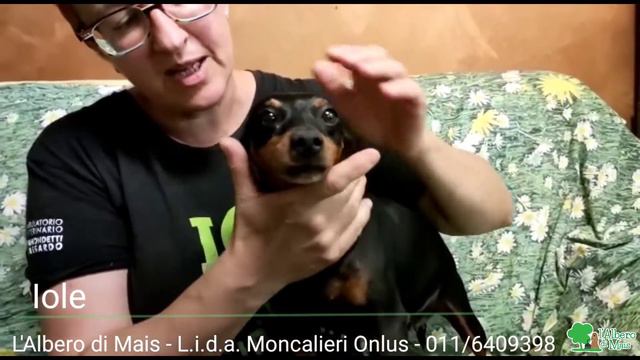 🥳 ADOTTATA 🥳 - DAL DIVANO SI ADOTTA... IOLE