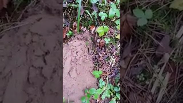 Как копает крот смотреть онлайн