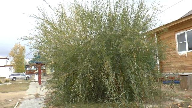 Буддистский монастырь в Бурятии - ИВОЛГИНСКИЙ ДАЦАН. смотреть онлайн