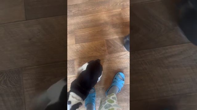 Английский бульдог Щенки 3 мес. Игра и Воспитание! смотреть онлайн
