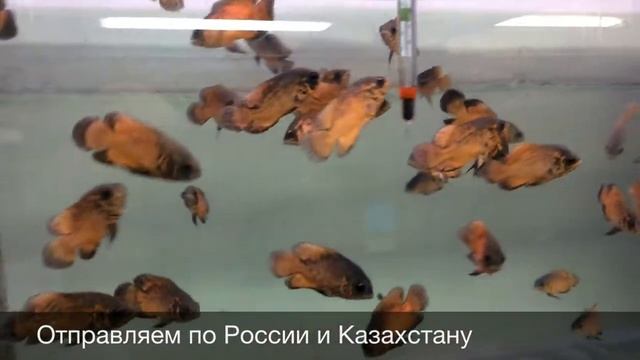 Астронотус красный оскар Astronotus Ocellatus Red Oscar продажа оптом смотреть онлайн