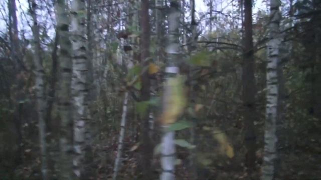 ГОТОВИМ И БУХАЕМ В ЛЕСУ ! ОПАСНАЯ ТРОПА ДЛЯ ПУТНИКА смотреть онлайн