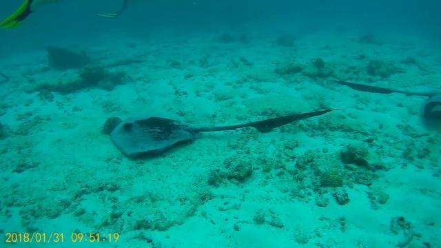 Дайвинг на острове Праслин Сейшелы