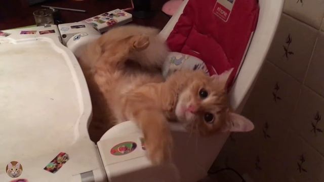 Рыжий кот -метис мейн куна. Red cat-half-breed Maine Coon. смотреть онлайн