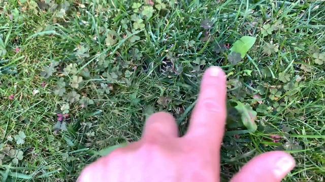 СОРНЯКИ НА ГАЗОНЕ. Как избавиться от сорняков. смотреть онлайн