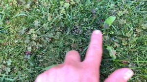 СОРНЯКИ НА ГАЗОНЕ. Как избавиться от сорняков.