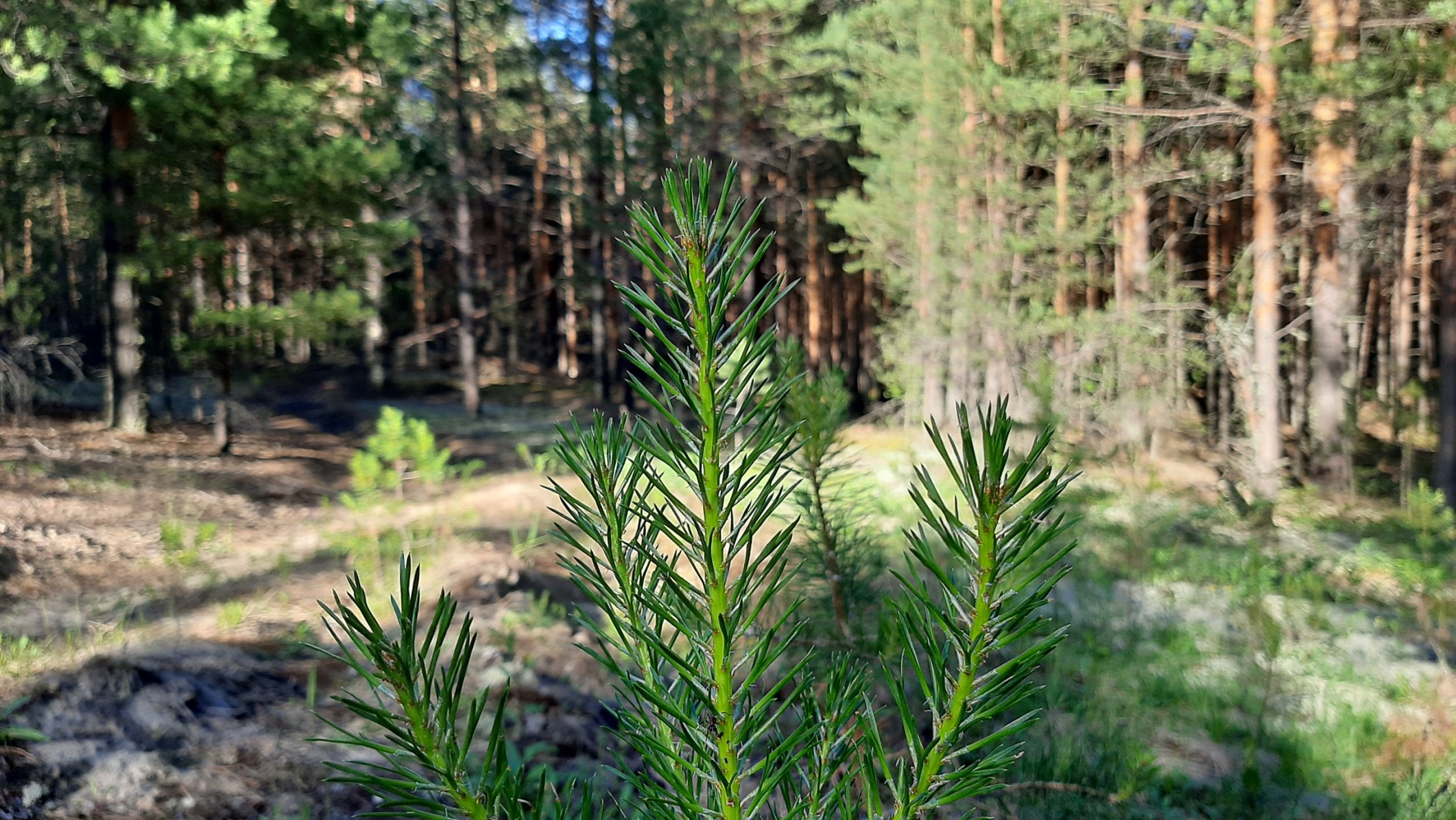 САМАЯ ЧЕСТНАЯ ГРИБНАЯ РАЗВЕДКА! Грибы 2022. За грибами в Томскую область смотреть онлайн