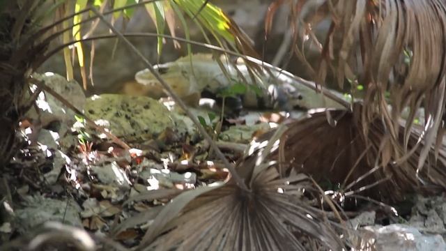 Iguanas of Mexico, Black Spiny Tailed Ctenosaura Similis смотреть онлайн