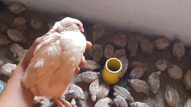Отличие пород перепелов Феникс и Техасский мясной//Реасил кормовой материал для кур и перепелов смотреть онлайн
