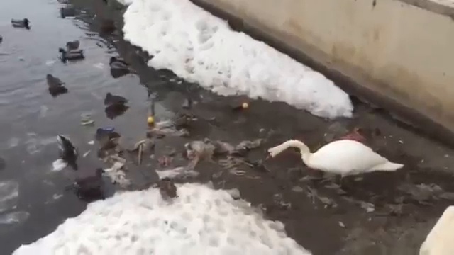 The swan removes waste смотреть онлайн