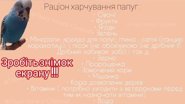 Раціон харчування папуг|Чим годувати папуг!?|Тоша папуга Channel смотреть онлайн