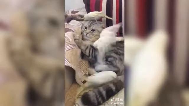 Самый флегматичный кот смотреть онлайн