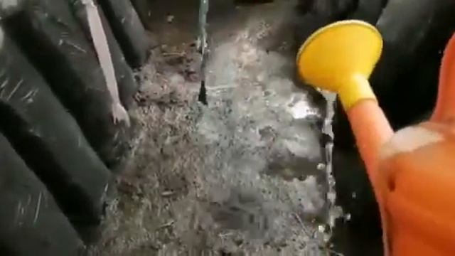 Выращивание грибов вешенка в теплице. смотреть онлайн