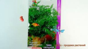 Тмин овощной Аппетитный (appetitnyy appetitnyy) ? обзор: как сажать, семена тмина Аппетитный