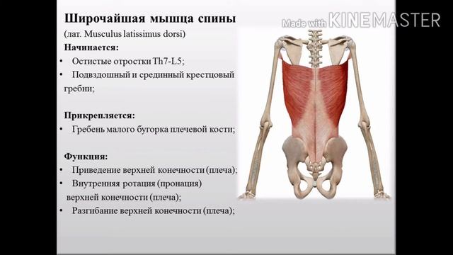 Миология мыщц спины