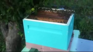 Как поймать рой диких пчел в Улей Нижегородец Союза Сотовый Мед Пчеловодство для начинающих с нуля