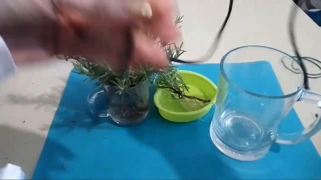 История про РОЗМАРИН откуда привезла зачем посадила ФИТИЛЬНЫЙ ПОЛИВ смотреть онлайн